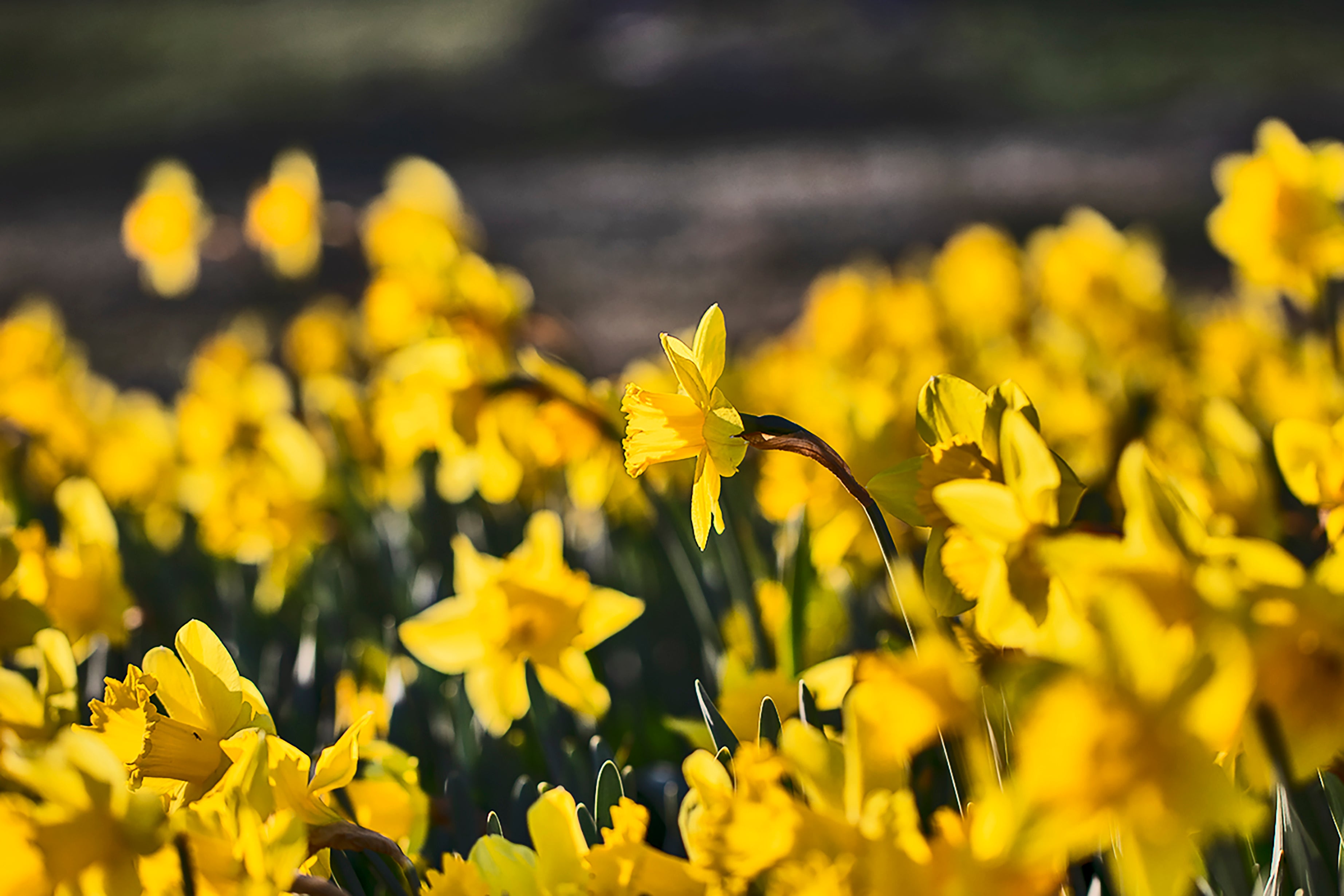 Daffodil Above the Rest