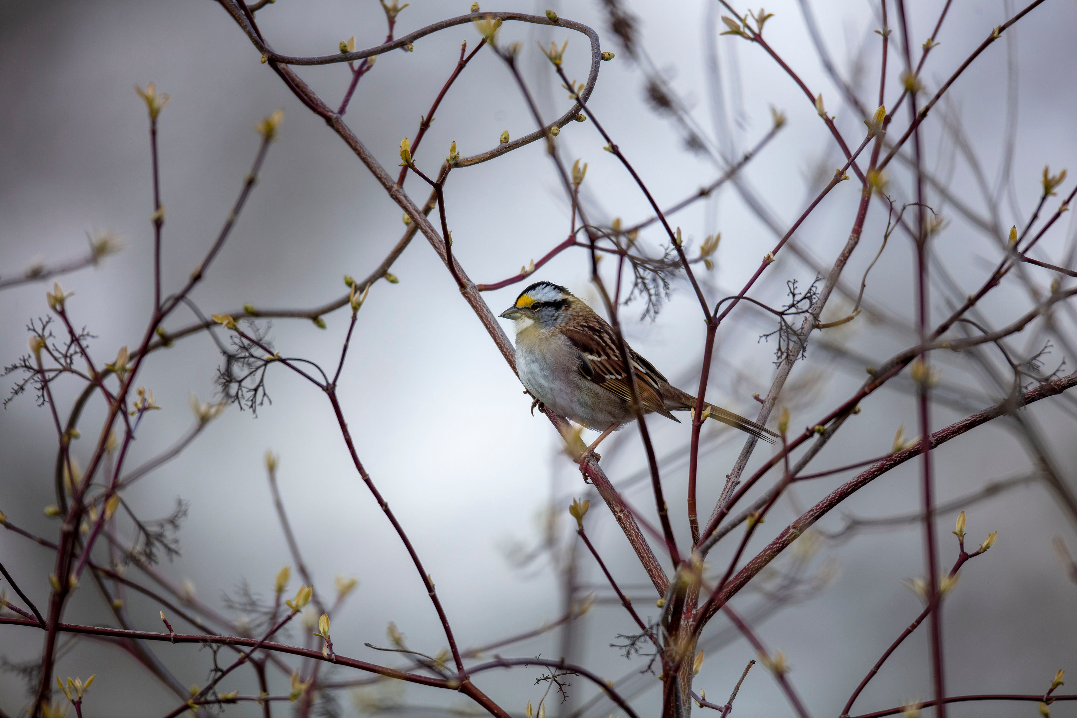 Bird In the Morning Fog