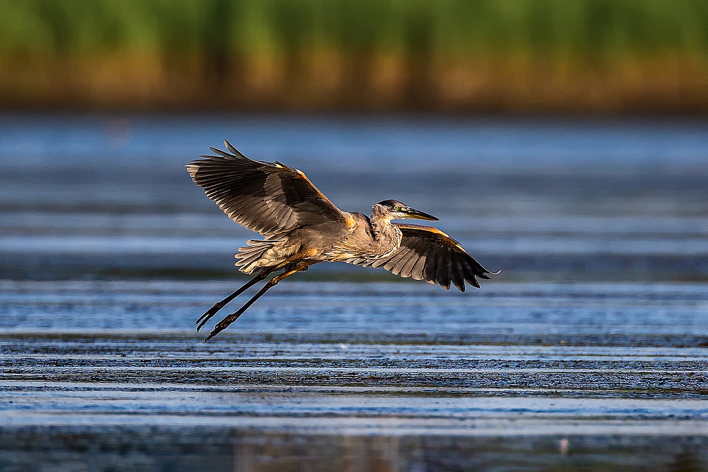 Blue Heron in Flight at Sunset