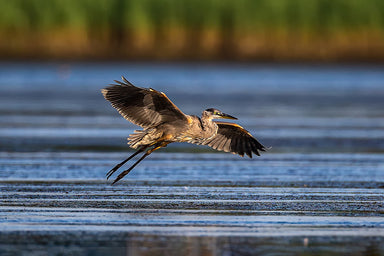 Blue Heron in Flight at Sunset
