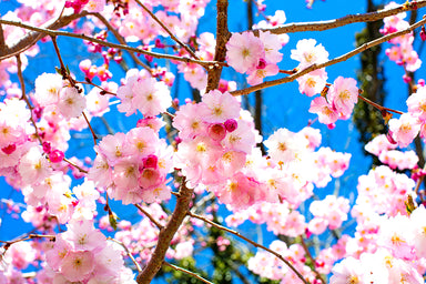 Cherry Blossoms Lit from behind
