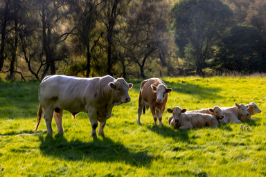 Cows of Braemar