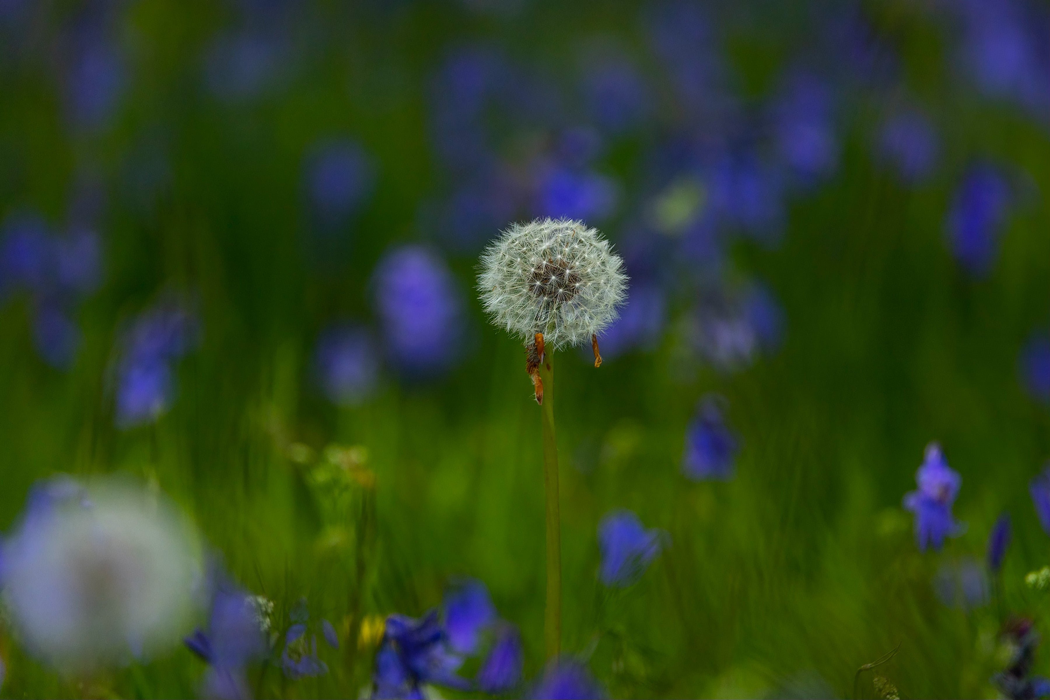 Dandelion Among the Blue Bells