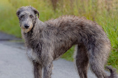 Deer Hound