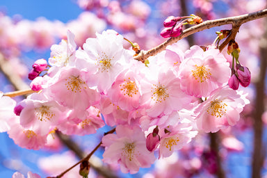 Gorgeous Cherry Blossom Cluster