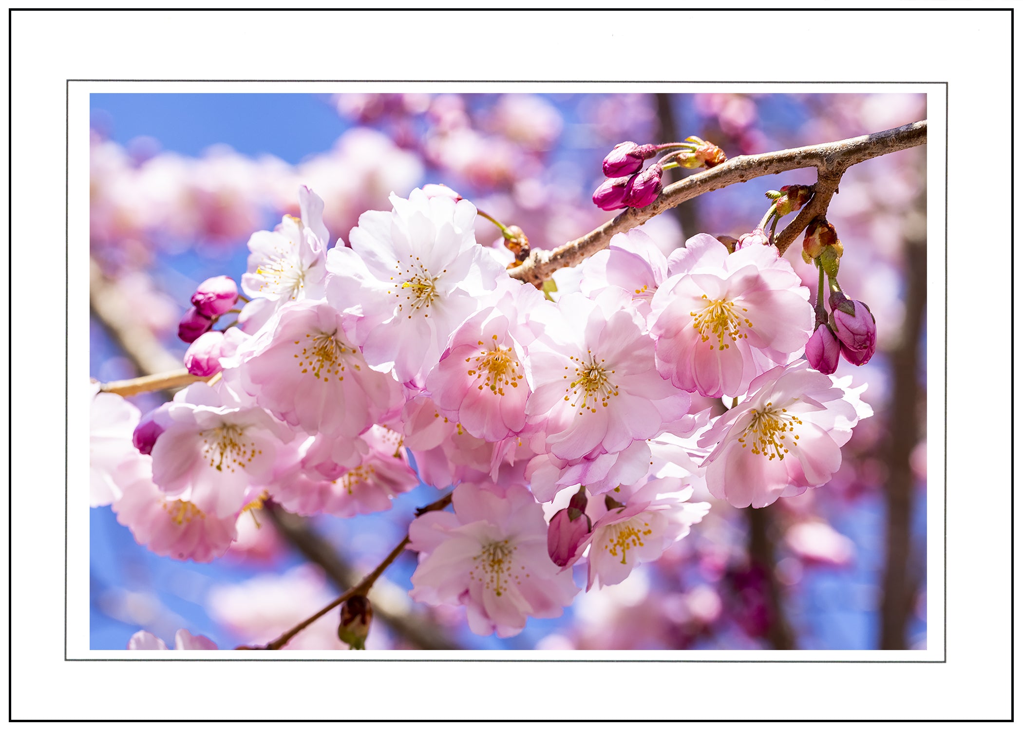 Individual Greeting Card