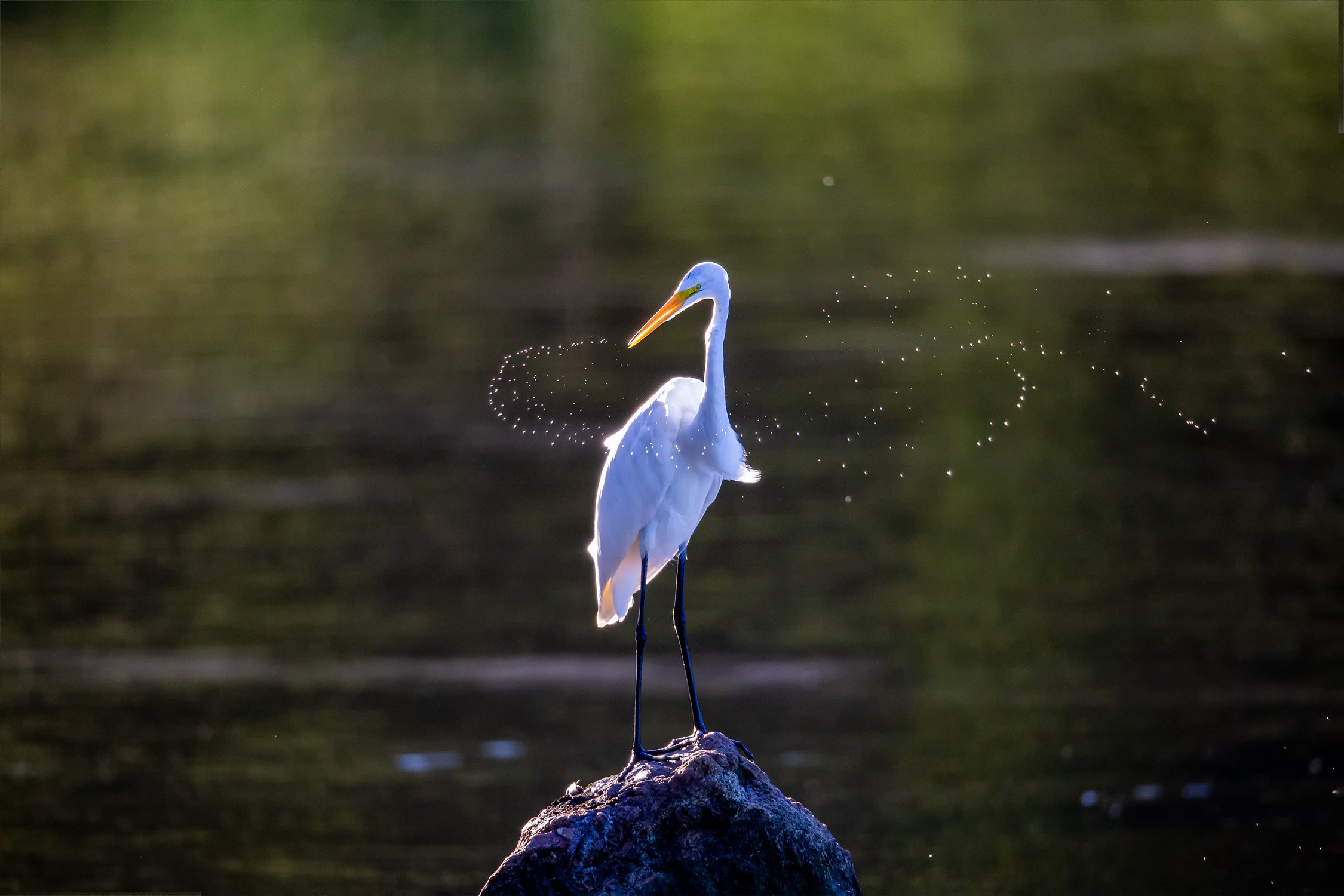 Heron in Evening Light