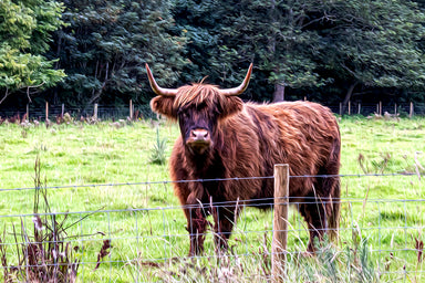 In the Pasture