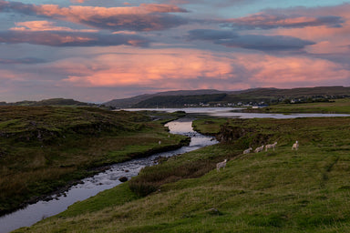 Lambs of Skye