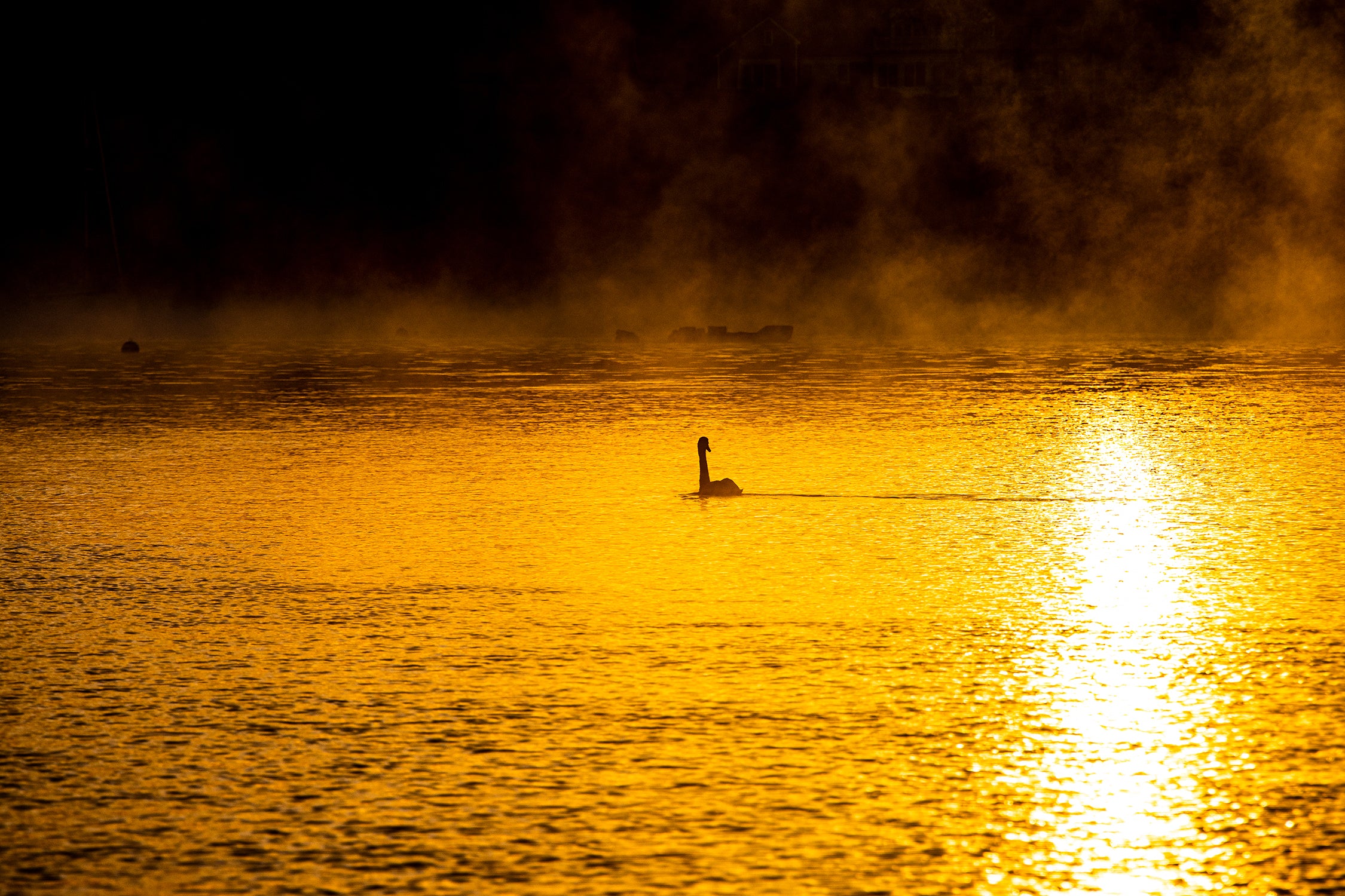 Lone Swan at Sunrise with Fog