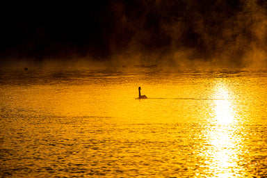Lone Swan at Sunrise with Fog