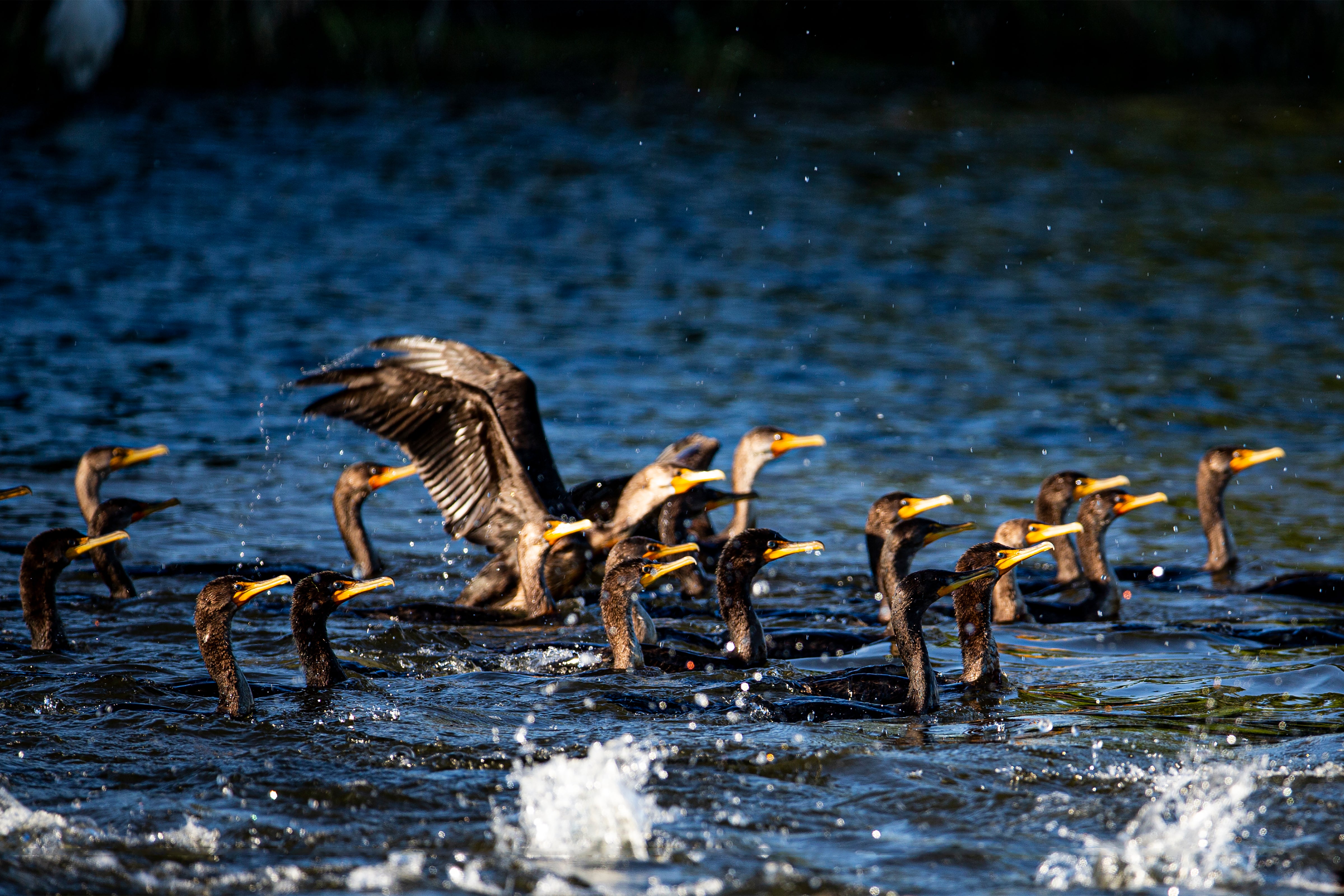 Many Cormorants in Alarm