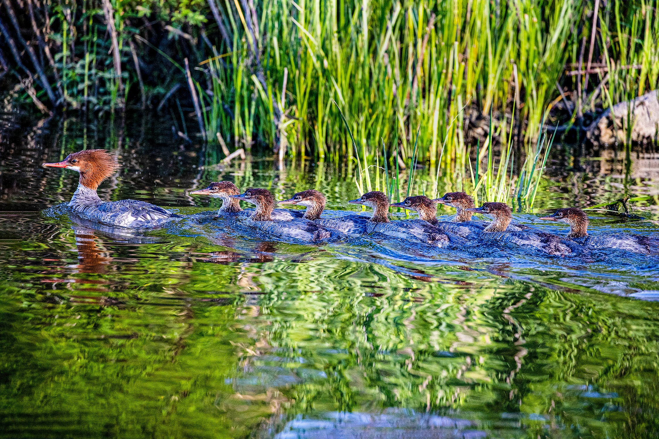 Orange Tufted Duck and Ducklings