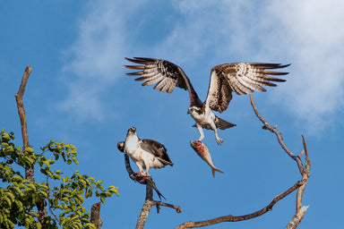 Osprey Pair with Fish