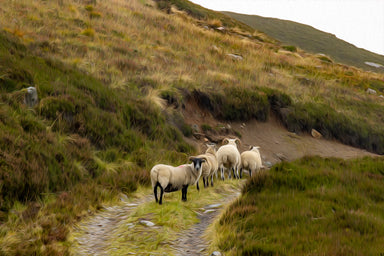 Path to Home