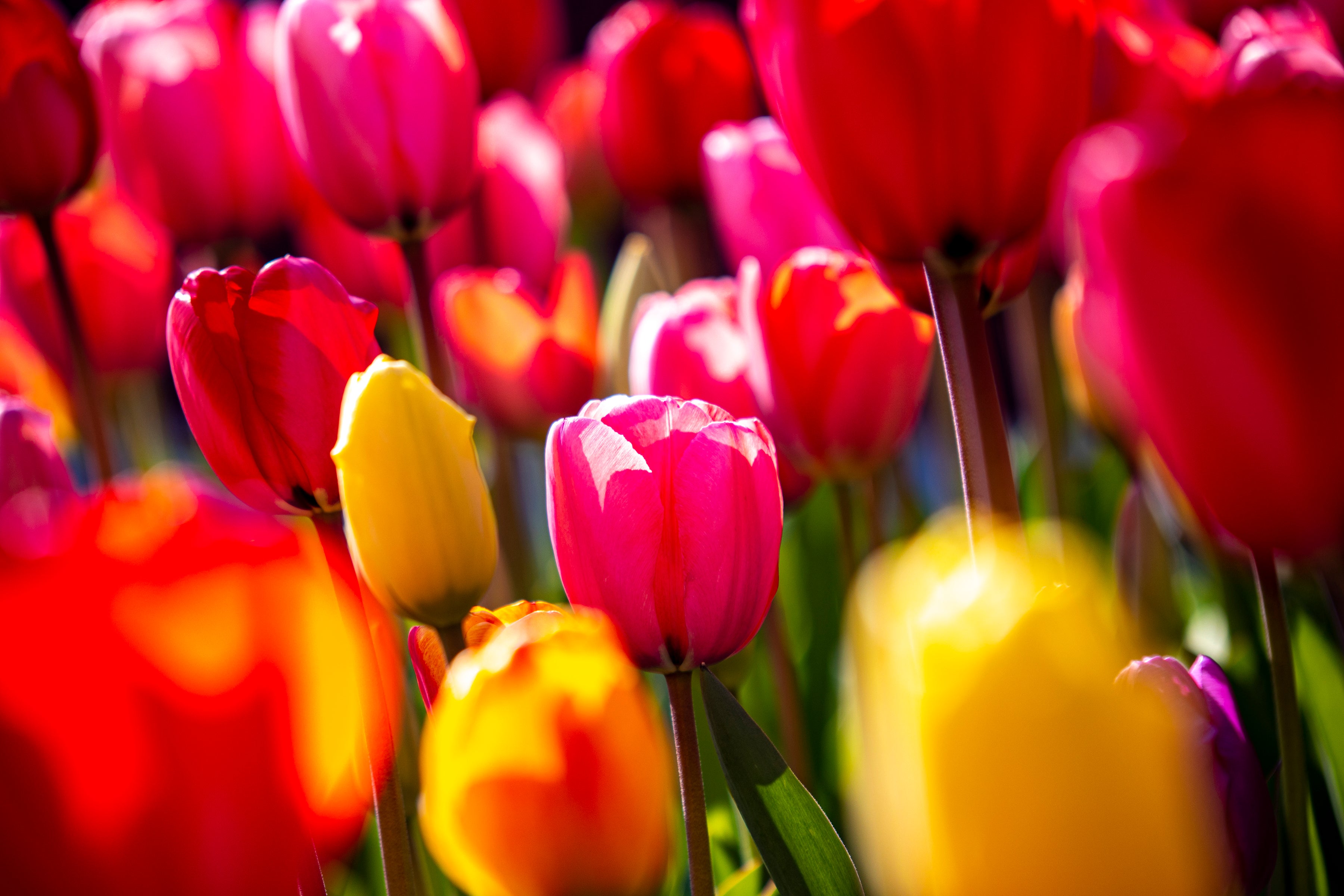 Pink Tulip in the Middle