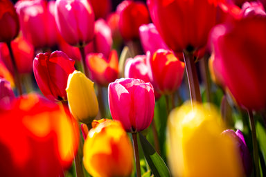 Pink Tulip in the Middle