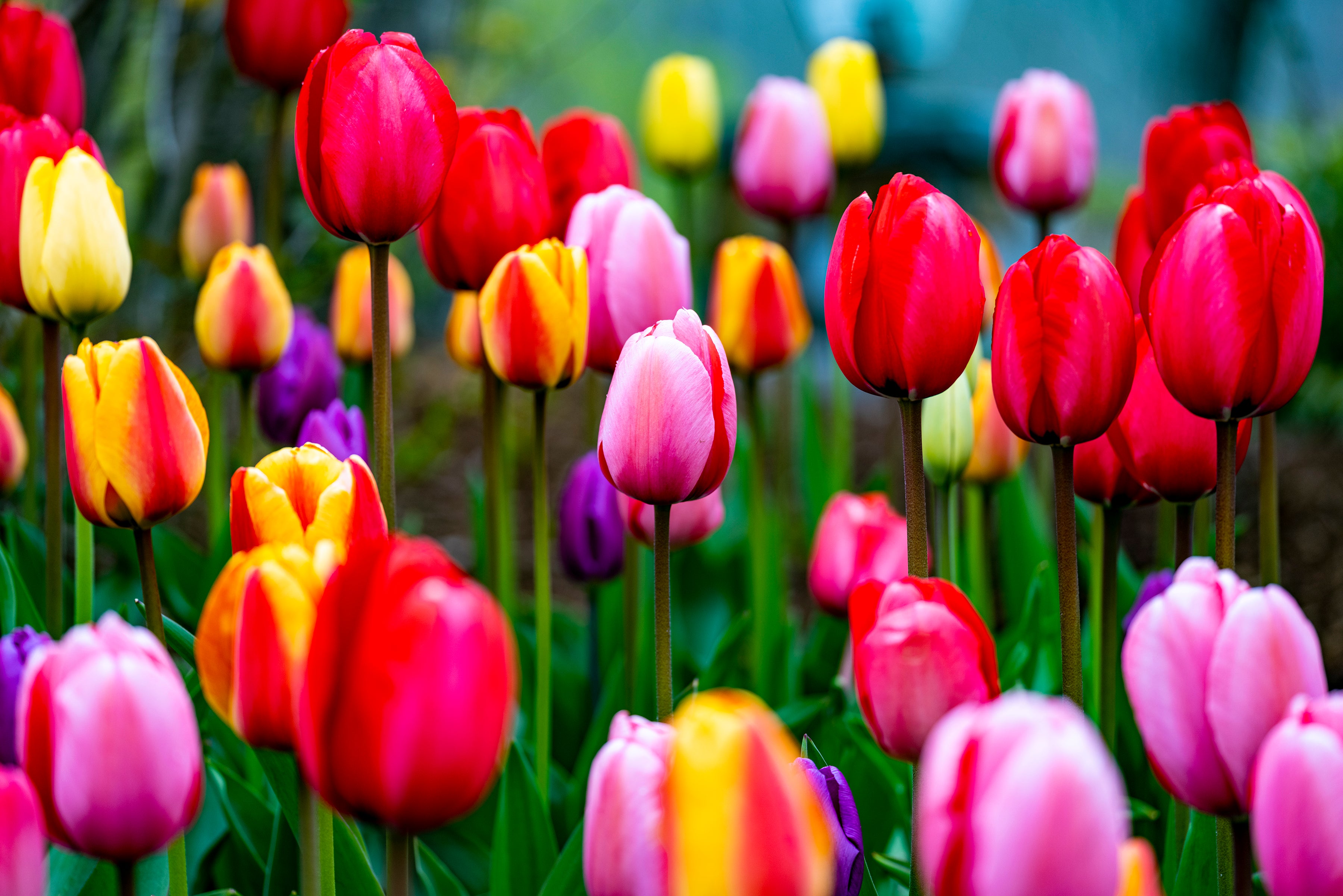 Tulip Pink Center of Attention