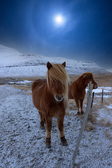 Ponies in the Moonlight