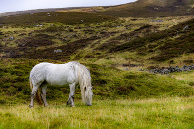 Pony Grazing by the Loch