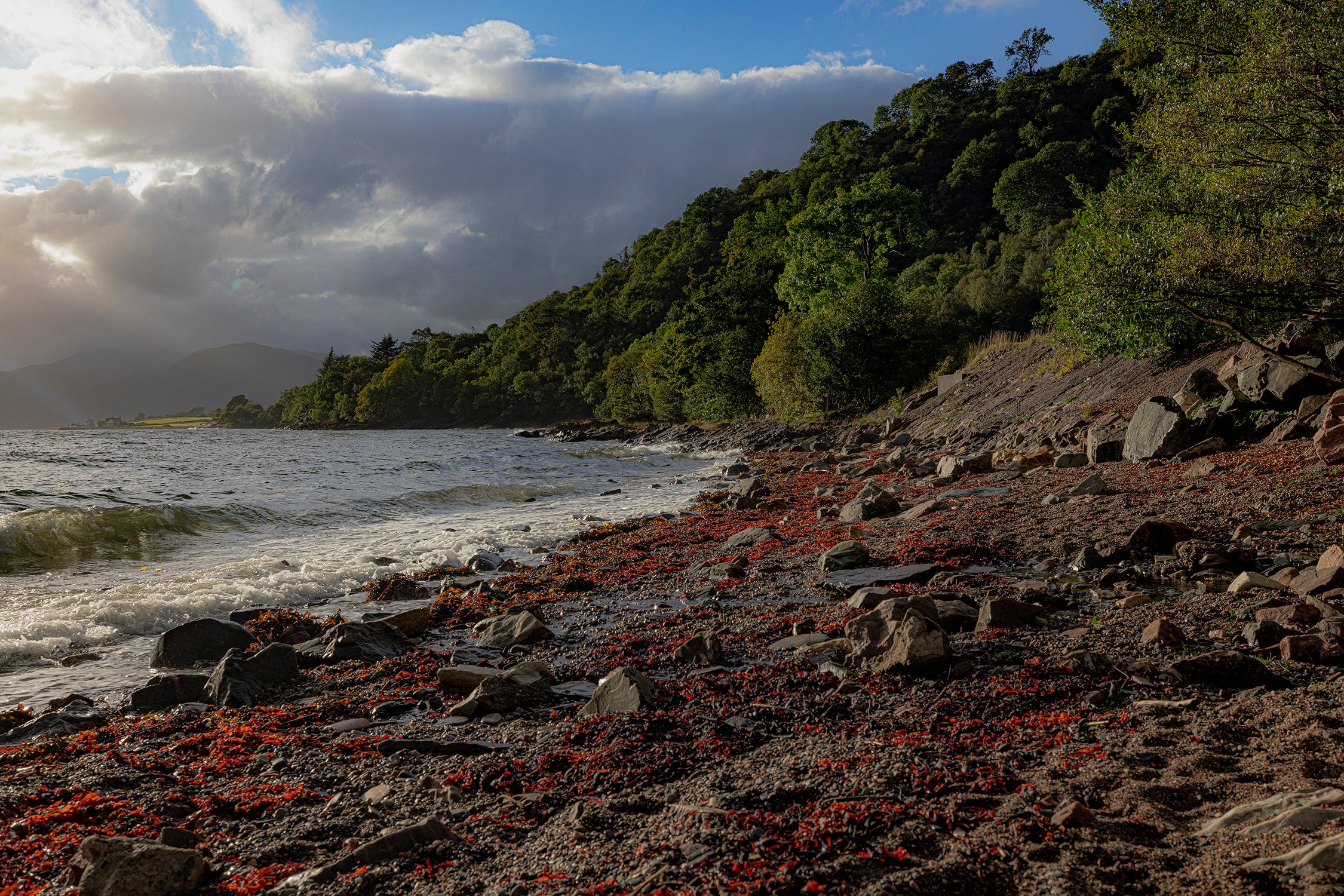 Red Kelp on the Shores