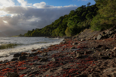 Red Kelp on the Shores