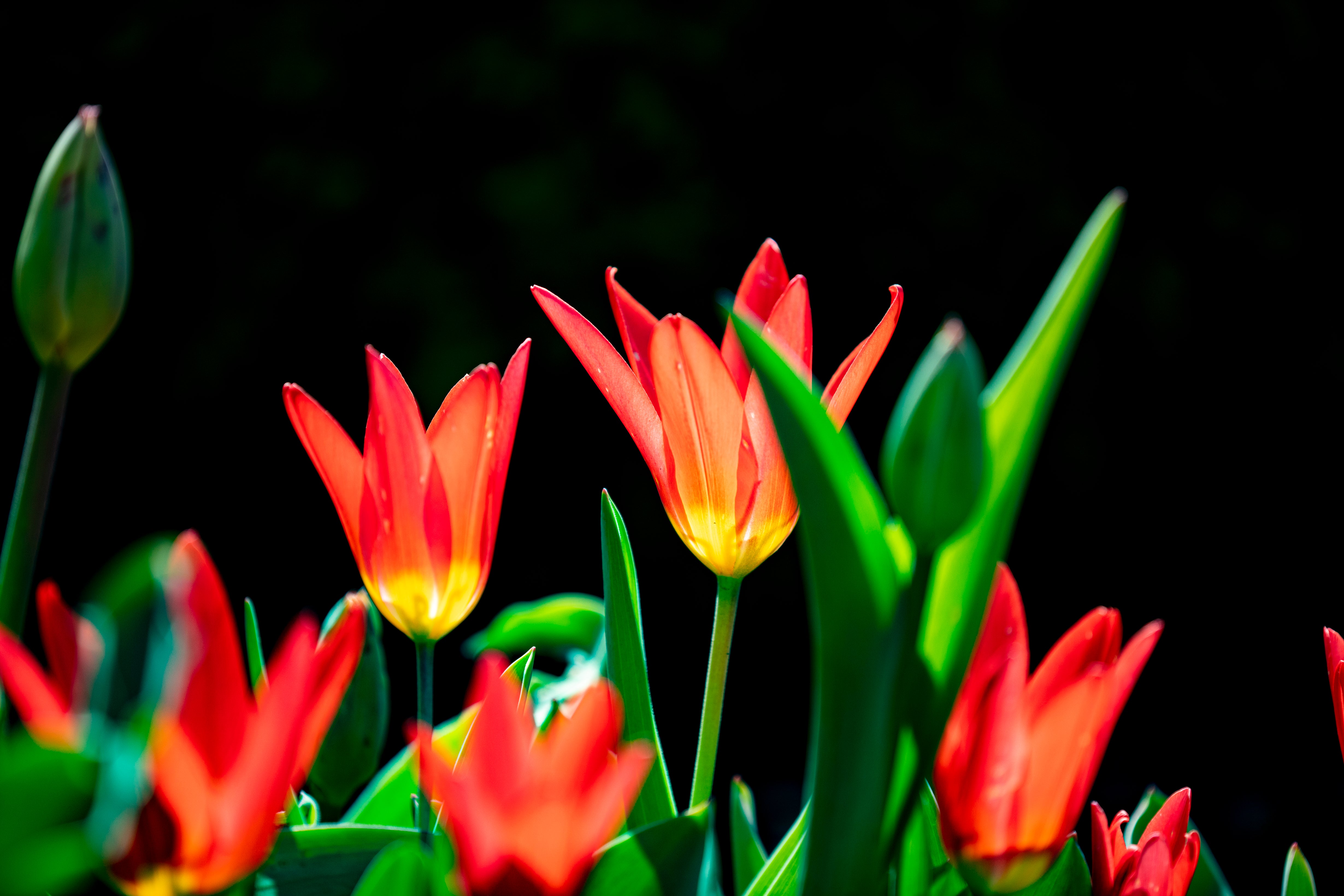 Red Tulips
