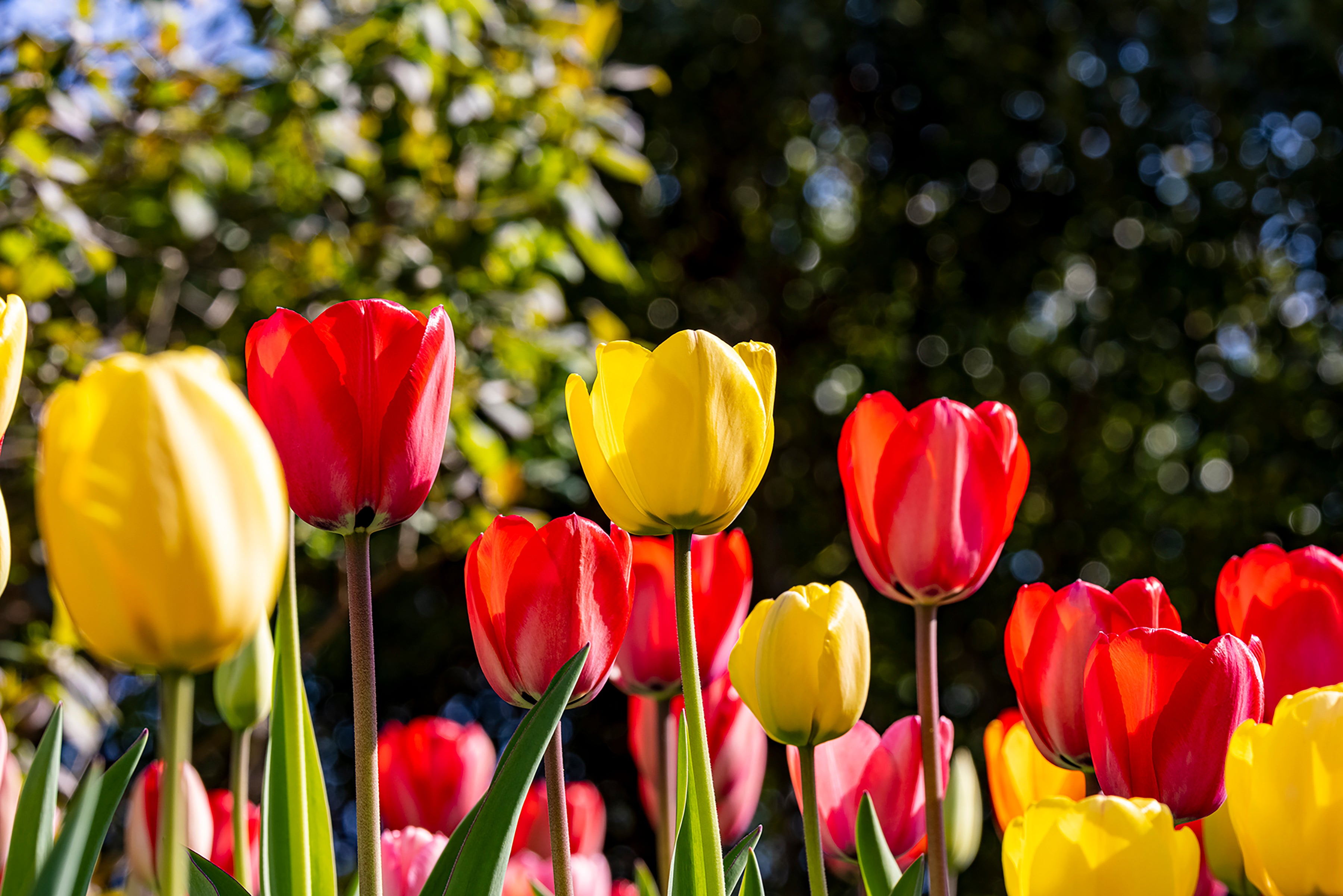 Tulip Red and Yellow in a Row