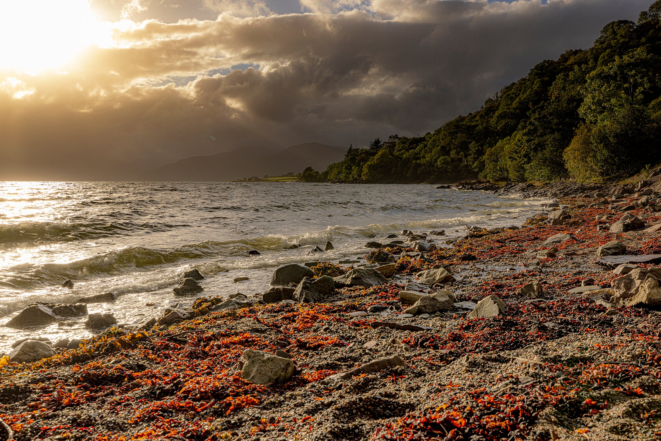 Red Sea Kelp on the Shores