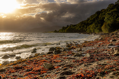 Red Sea Kelp on the Shores