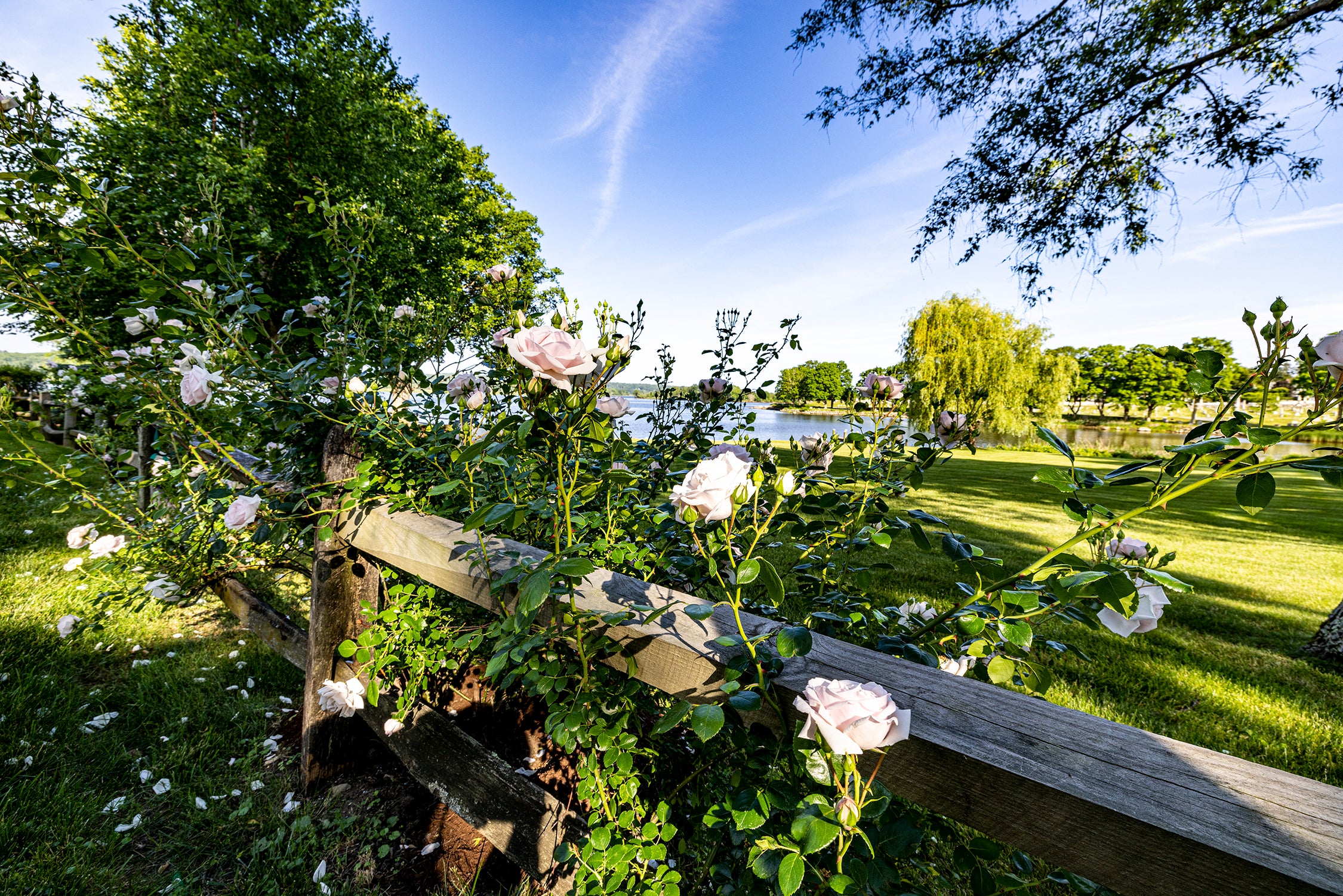 Roses on New City Street