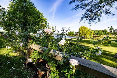 Roses on New City Street