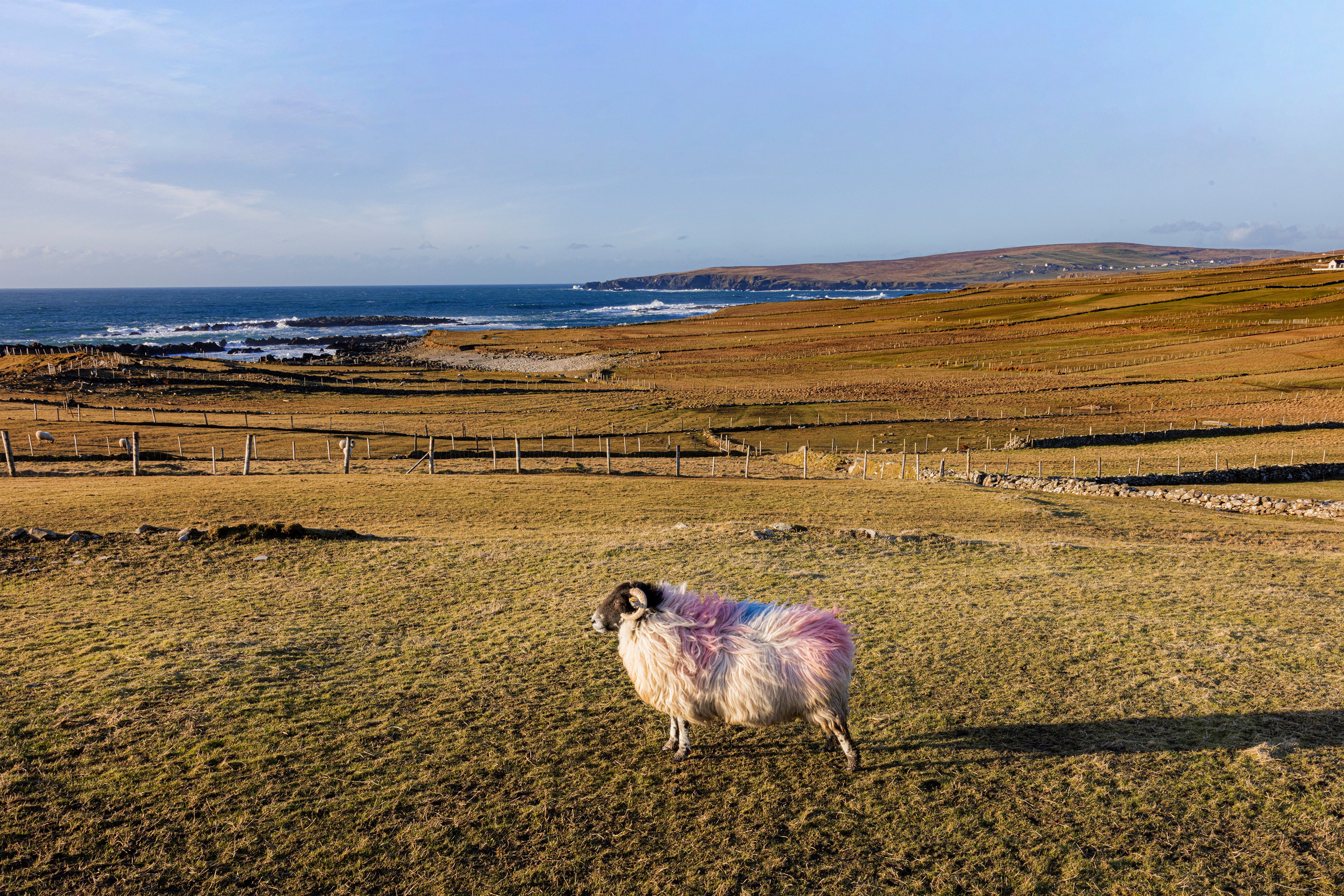 Shamus on Hill in Ireland