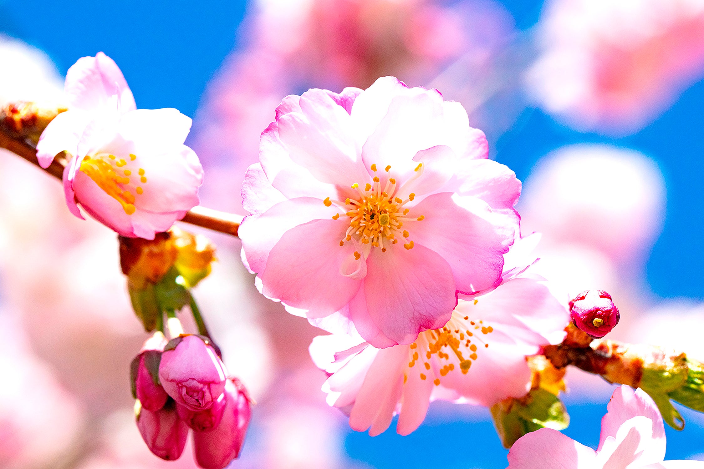 Cherry Blossom Single Alone