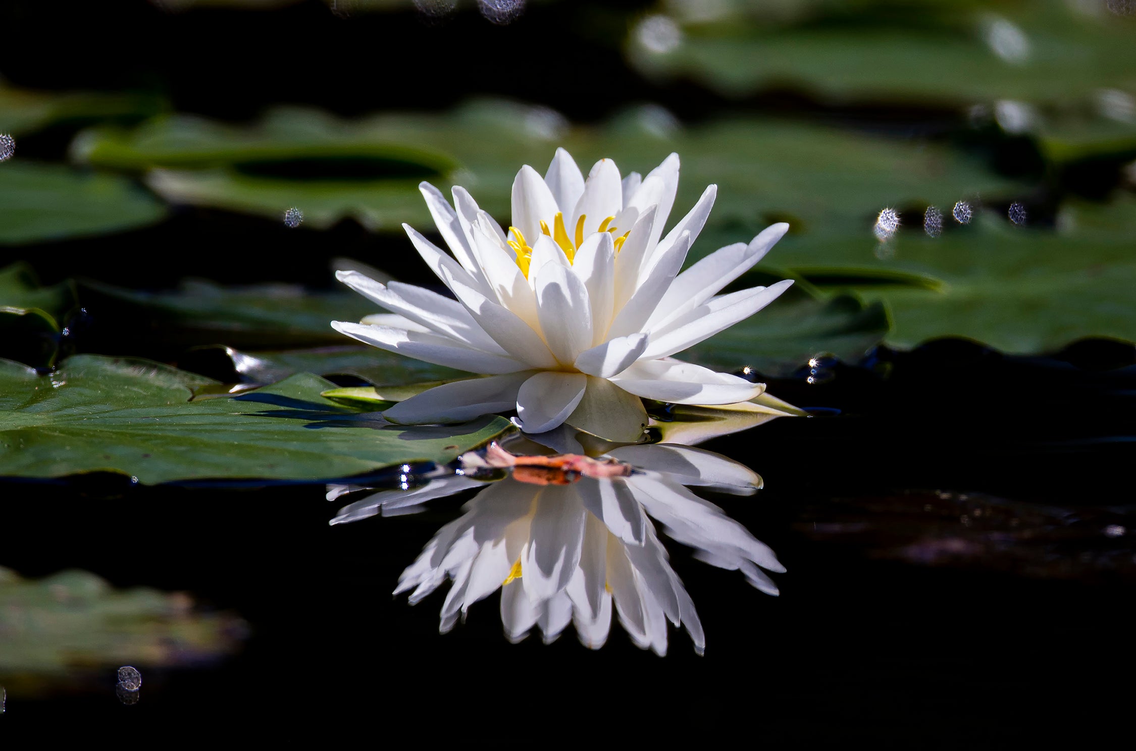 Single Lillypad Reflection