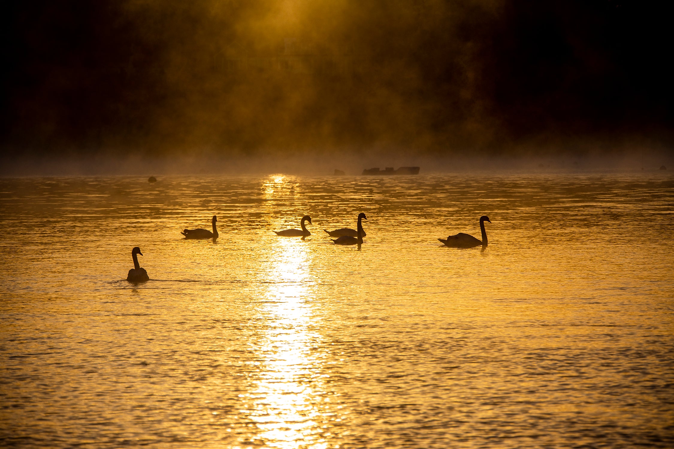 Six Swans in Morning Glow