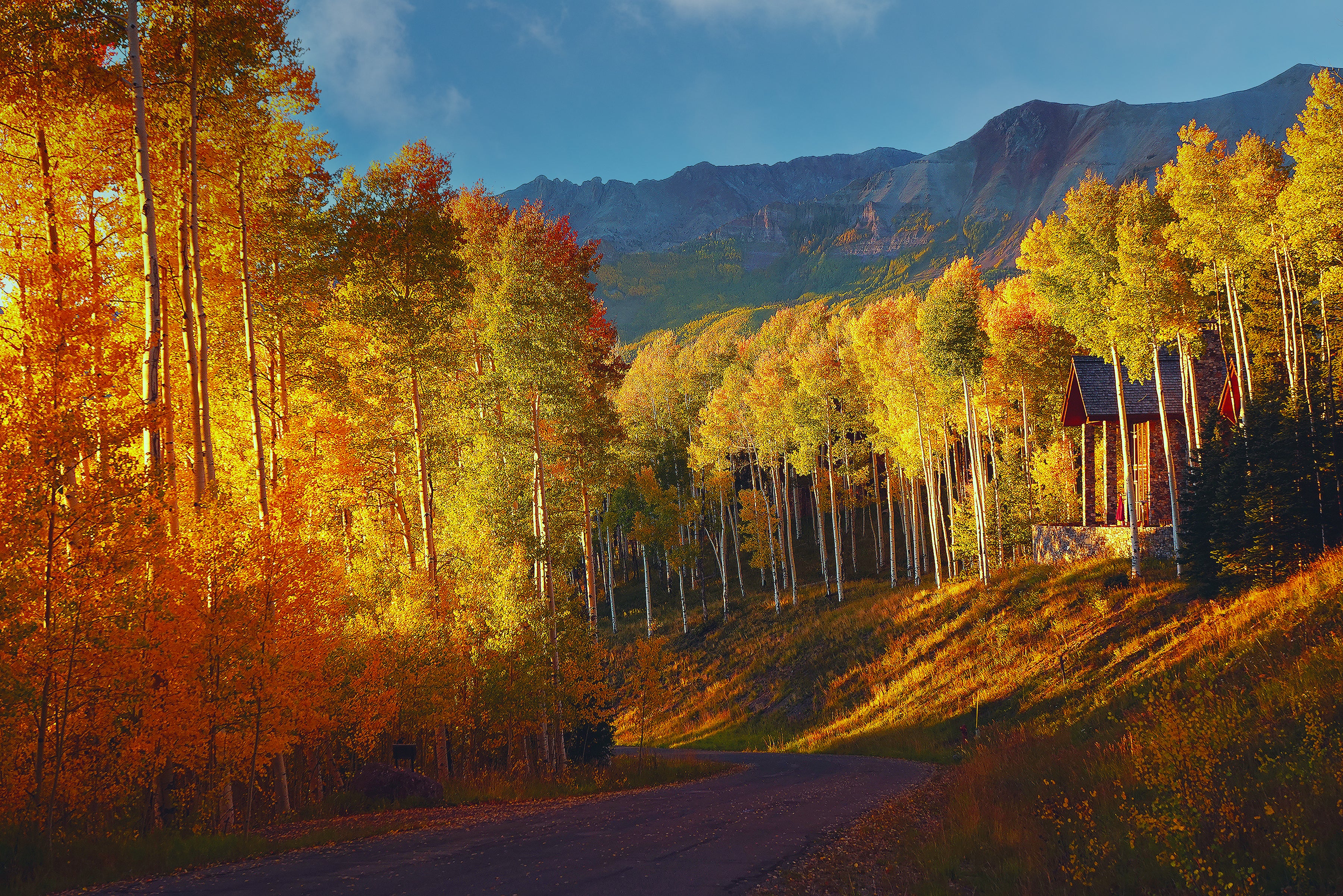 Sunset Trees on Touchdown Telluride