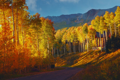 Sunset Trees on Touchdown Telluride
