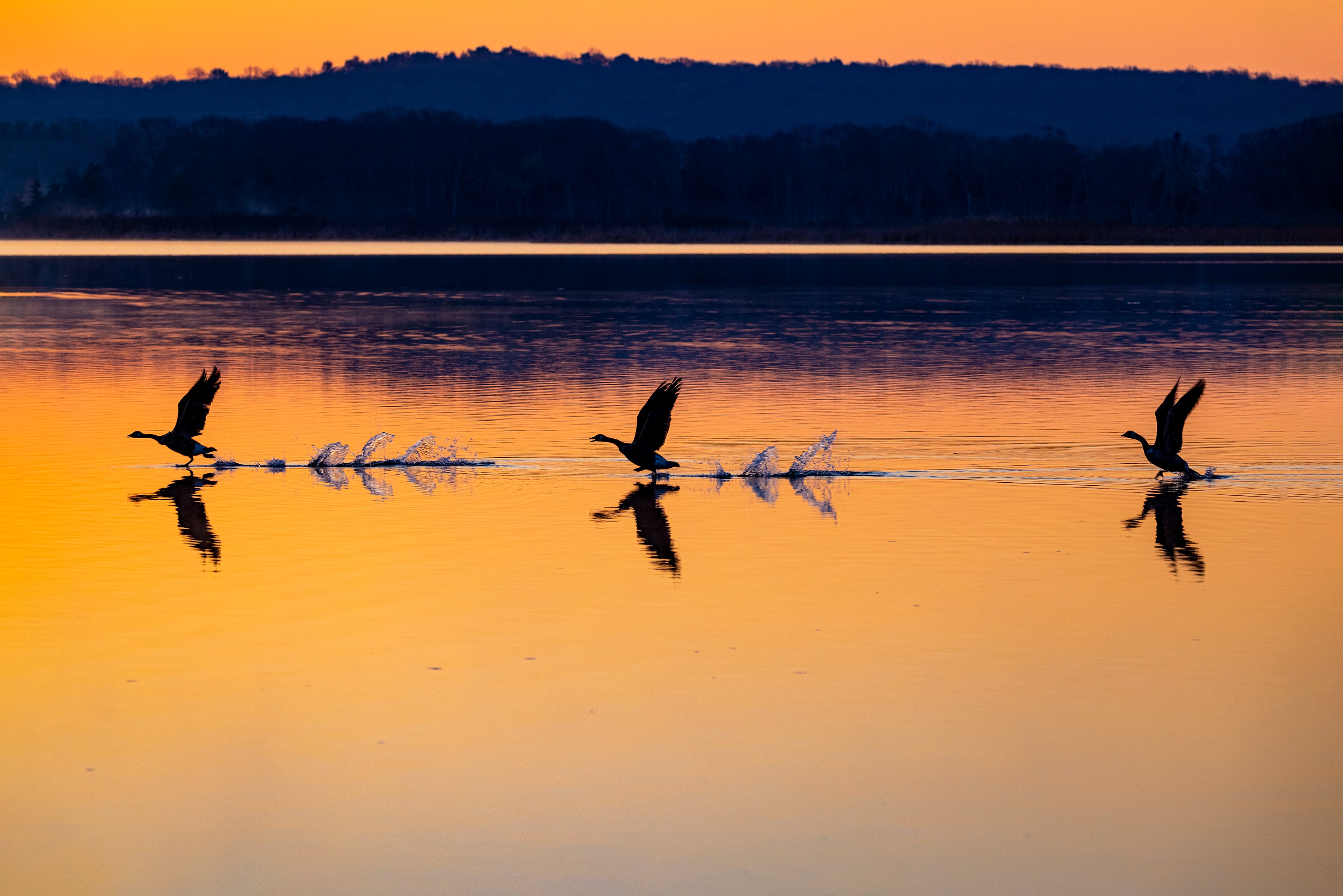 Three Geese Taking off at Dawn