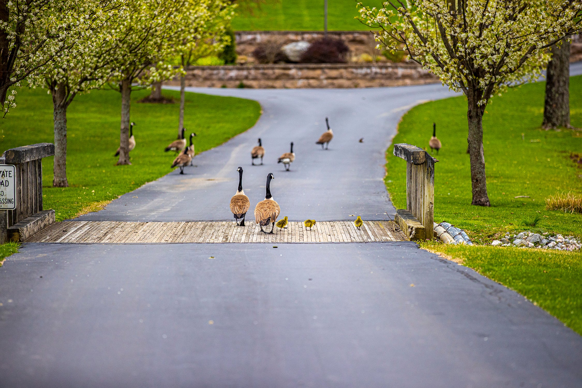 Three Goslings on a Bridge