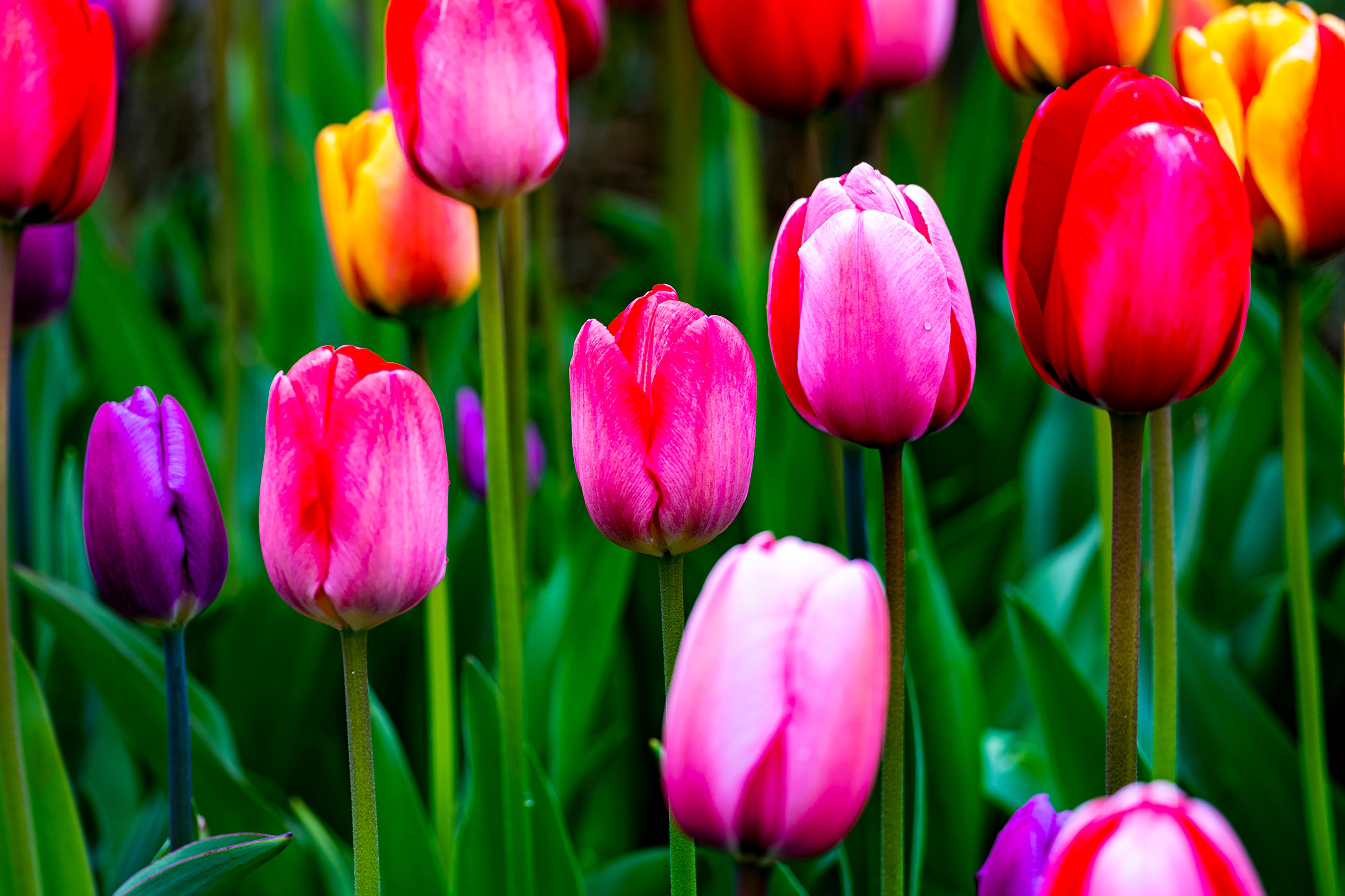 Tulip Three Pinks in a Row