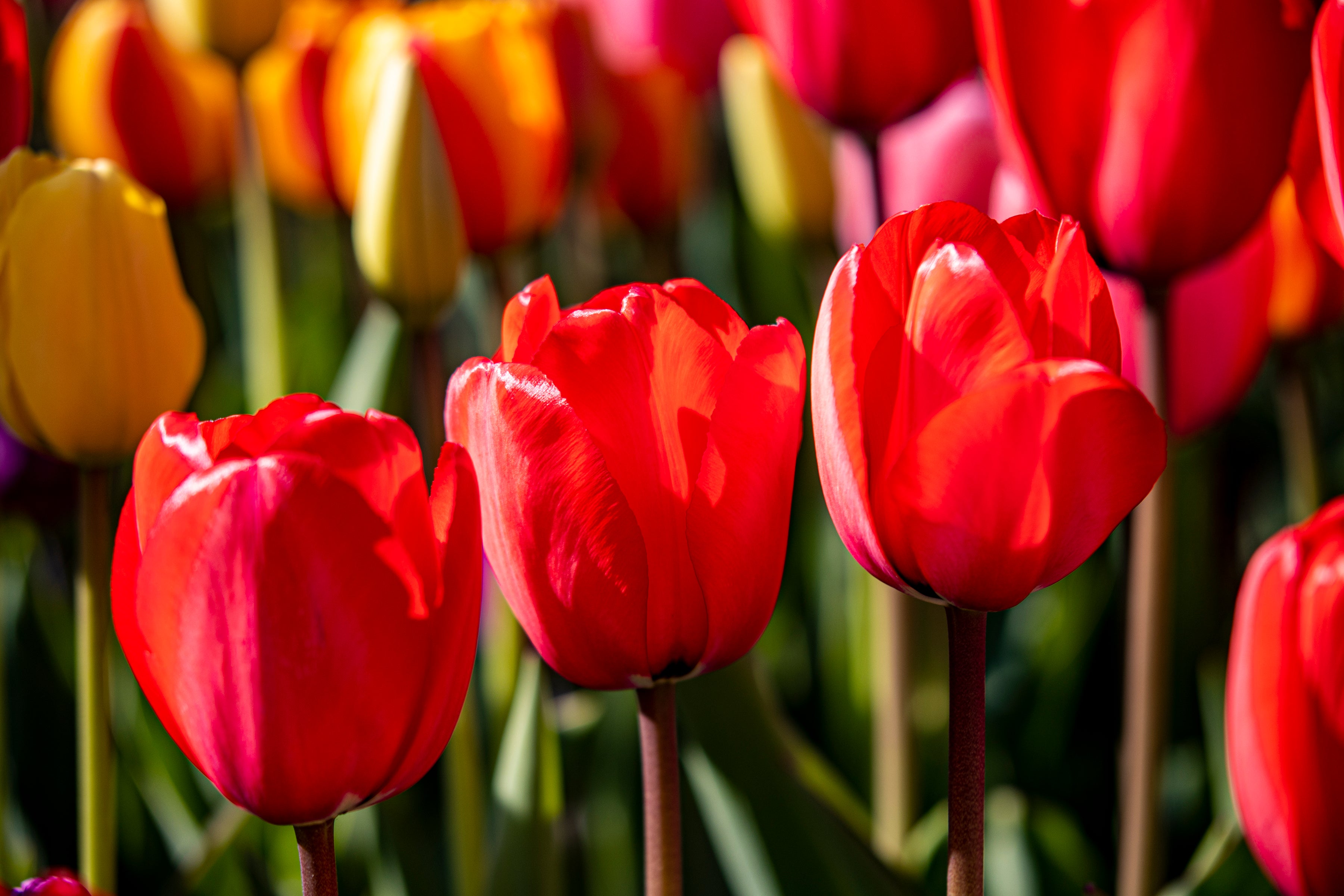 Tulip Three Reds in a Row