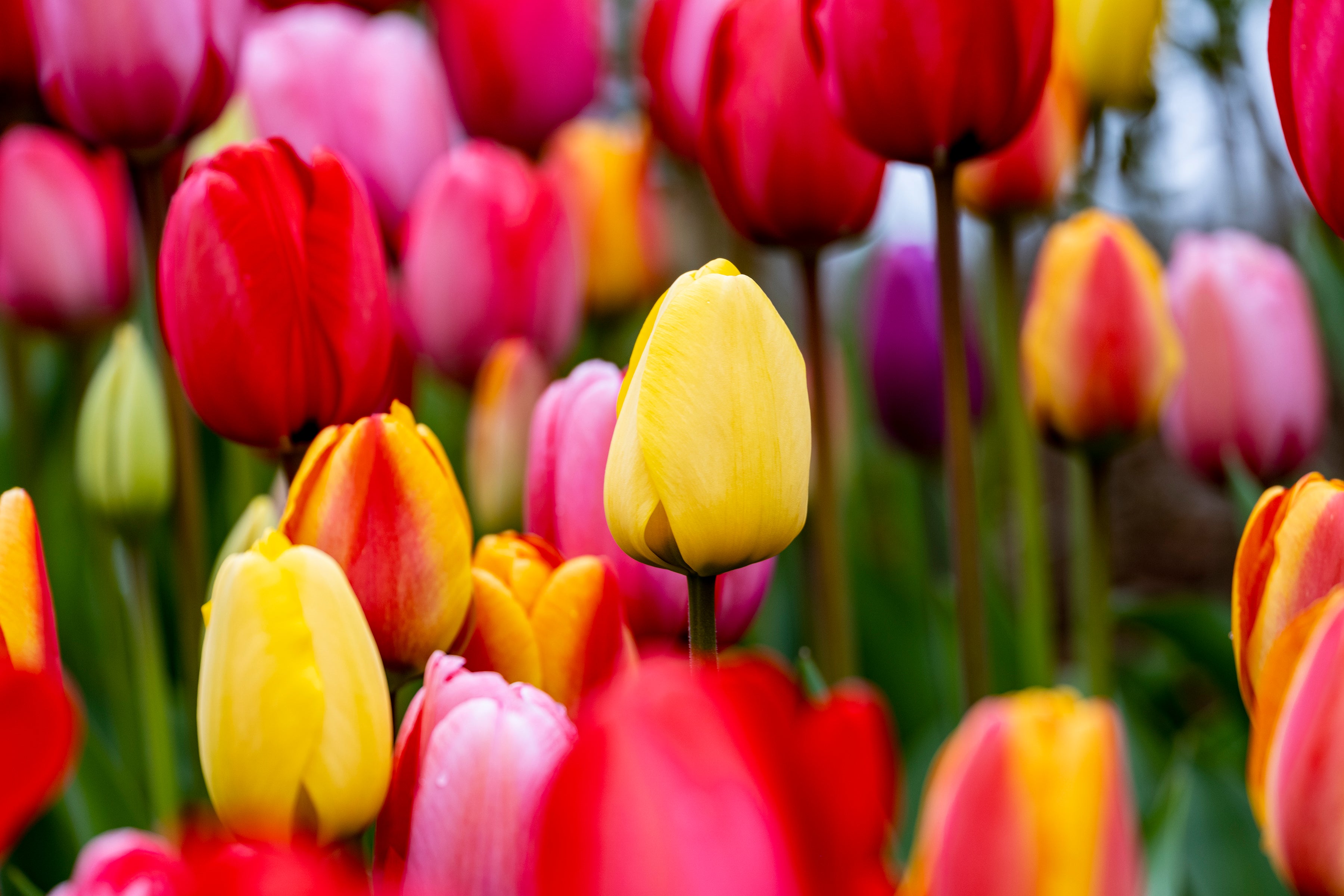 Tulip Yellow at Center of Attention