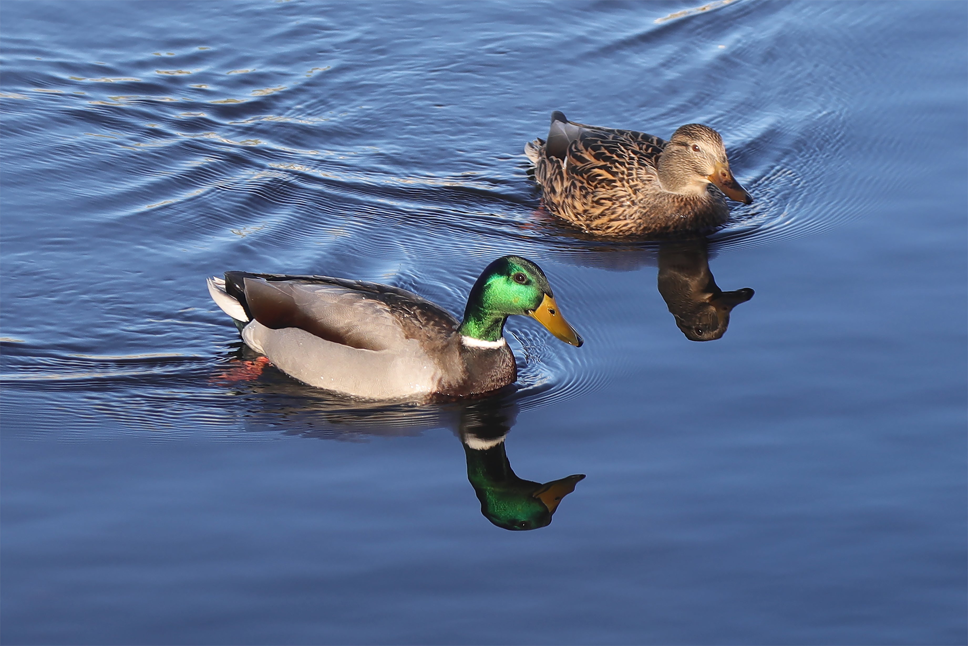 Two Ducks in Essex with Reflection