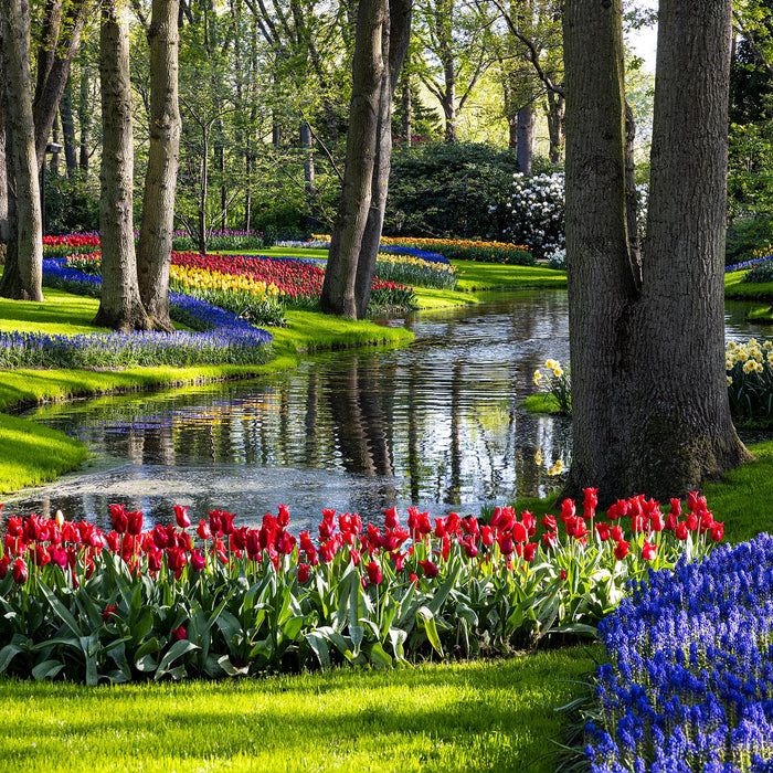 Floral-Photography-Art