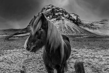 Black and White Icelandic Pony