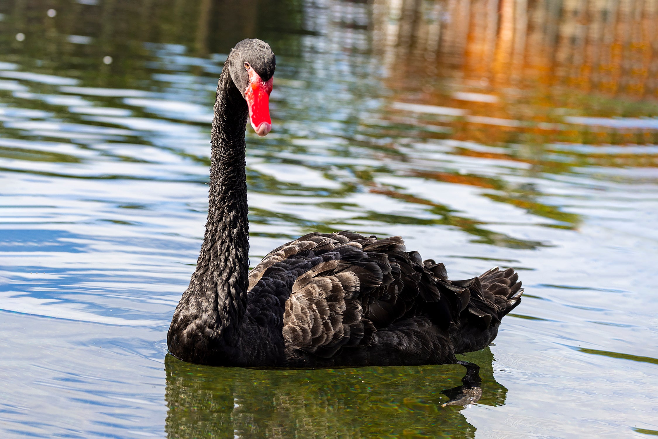 Black Swan Staring