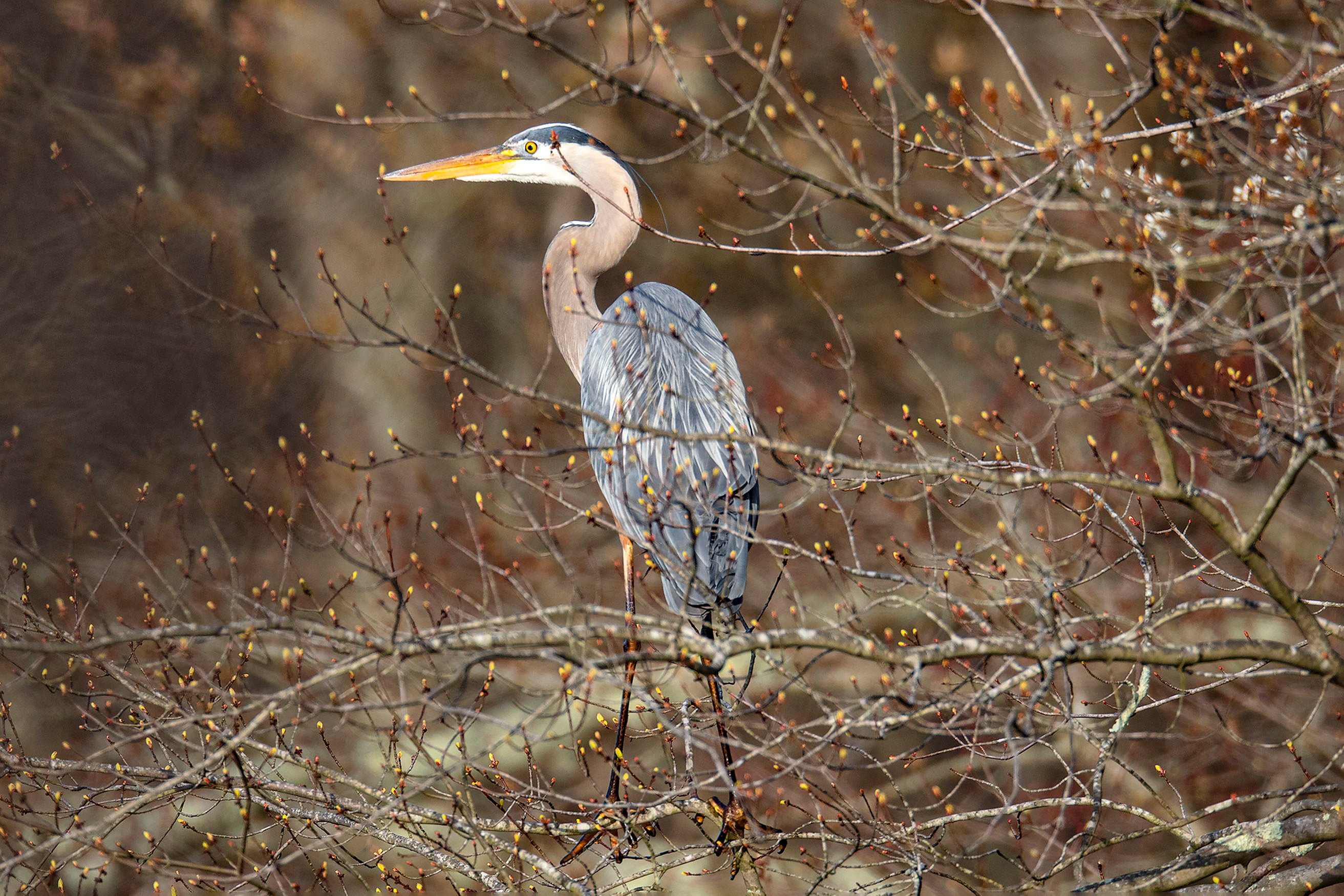 Blue Heron in the Buds