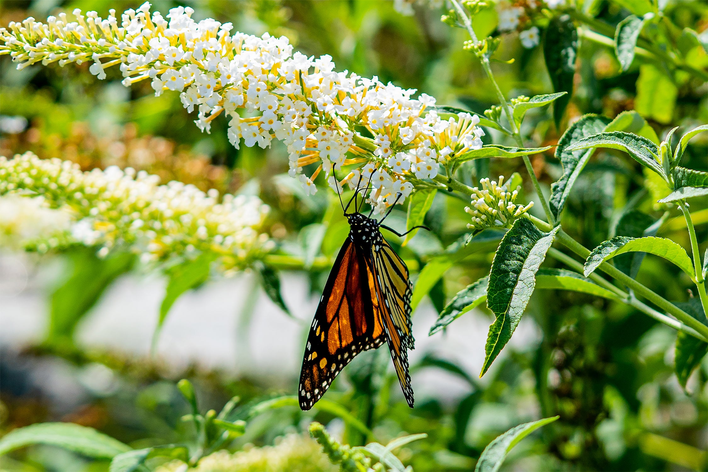 Butterfly Monarch on a White Flower