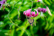 Butterfly on a Lily